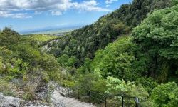 buggy_safari_600x216_featured