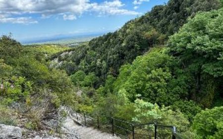 buggy_safari_600x216_featured