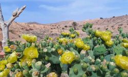 ksar_ghilane_matmata_1280x800