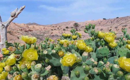 ksar_ghilane_matmata_1280x800