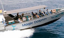 dolphin_search_speedboot_1_1920x690