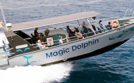 dolphin_search_speedboot_1_1920x690