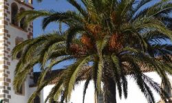 fuerteventura_exclusive_featured_600x216