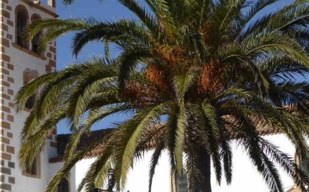 fuerteventura_exclusive_featured_600x216