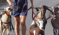 ziegen_wanderung_1_1600x575