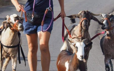 ziegen_wanderung_1_1600x575