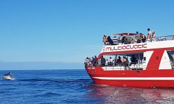 delfintour_1_1920x690