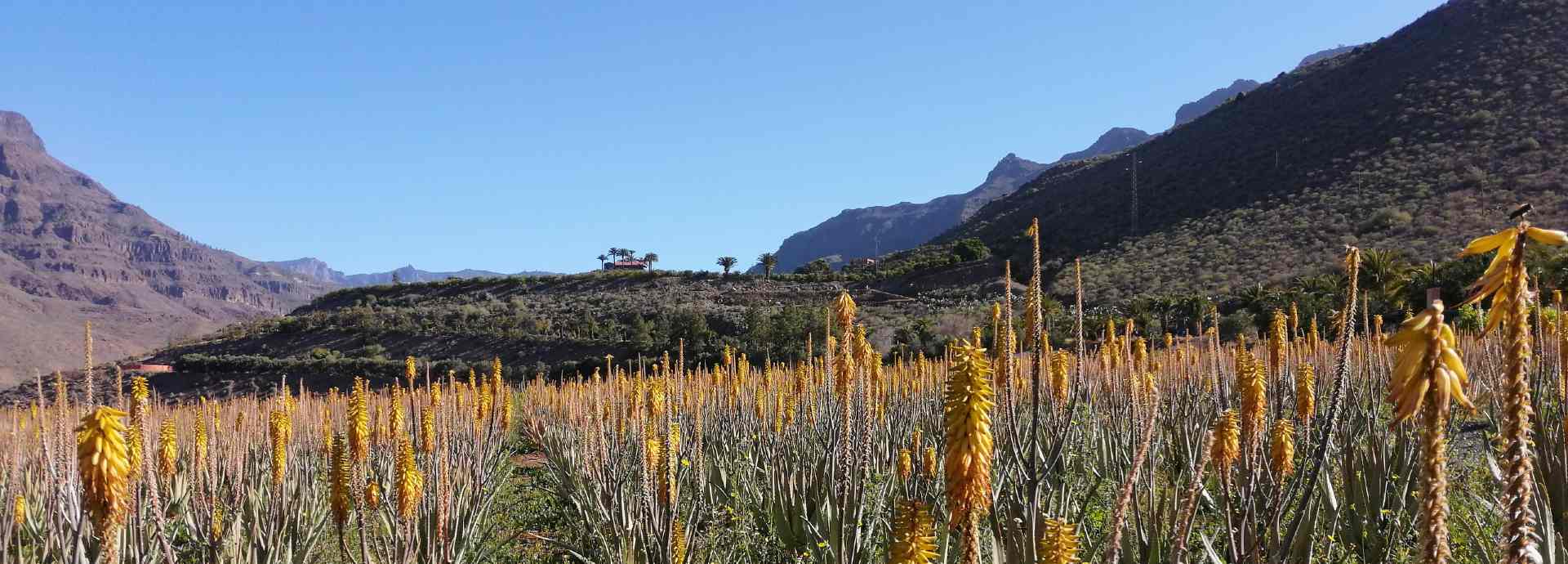 Miniaturkontinent – Bild 9