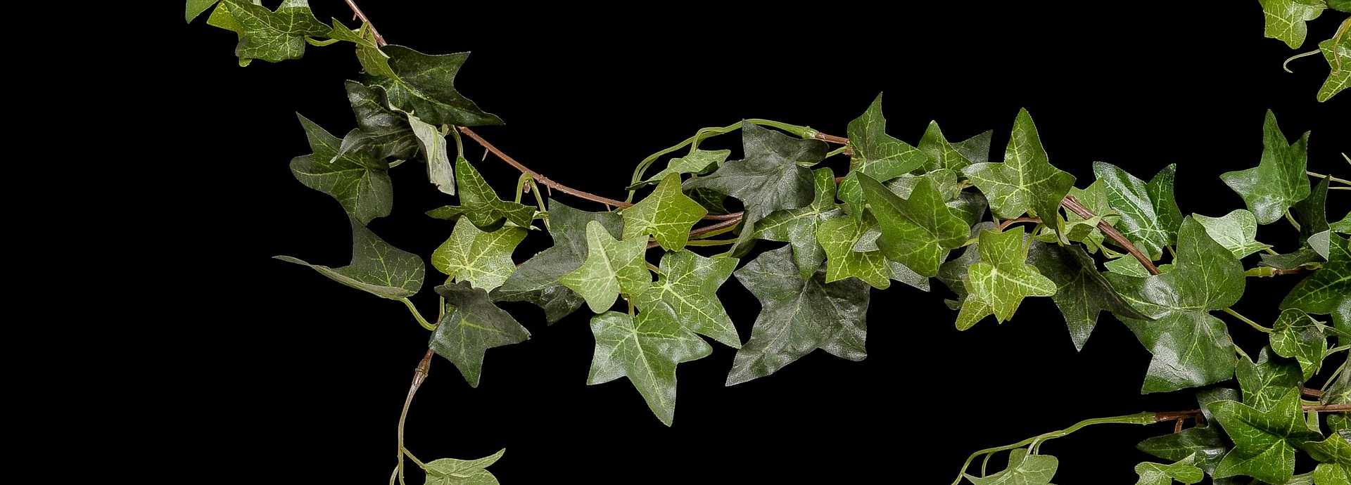 Scala- ORIGEN Dinner Show – Bild 2