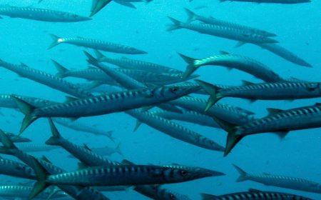 schnorcheln_1_1842x662