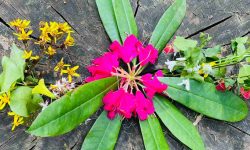 paradiestal_1_1920x690