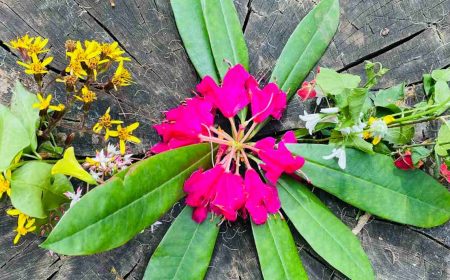 paradiestal_1_1920x690