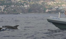 rota_dos_cetaceos_bootstour_1_1800x647