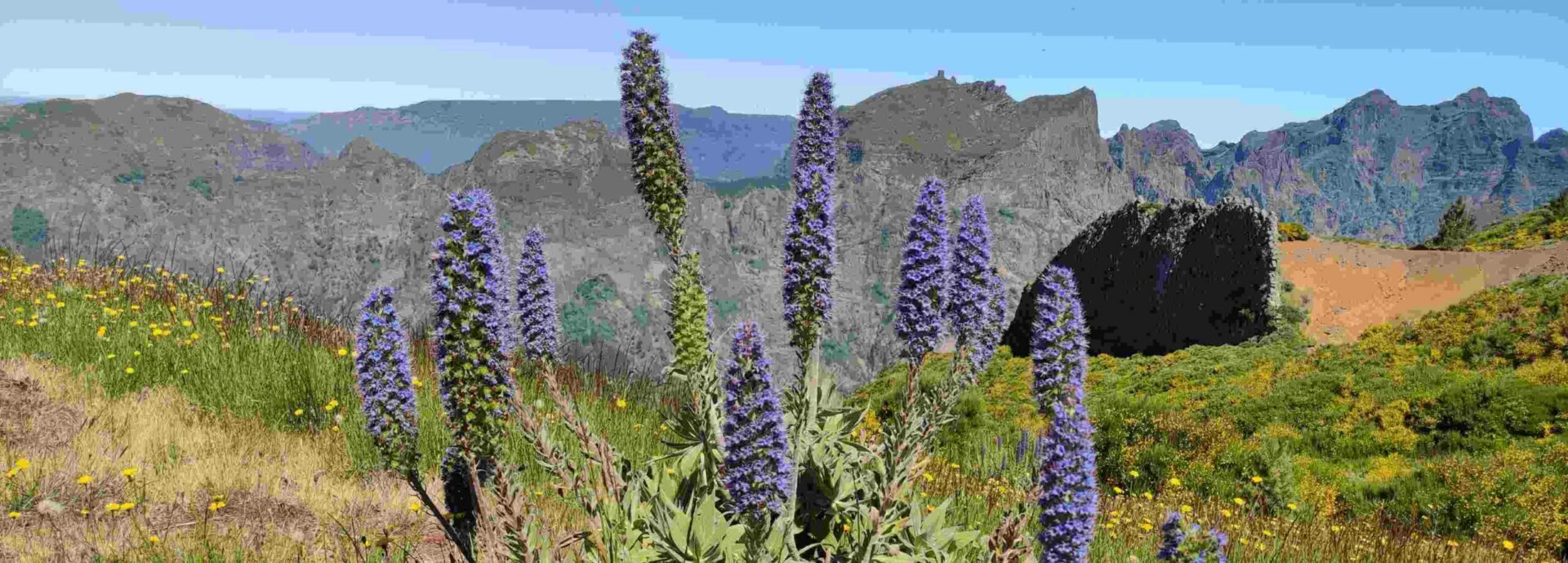 Die Pflanzenwelt Madeiras