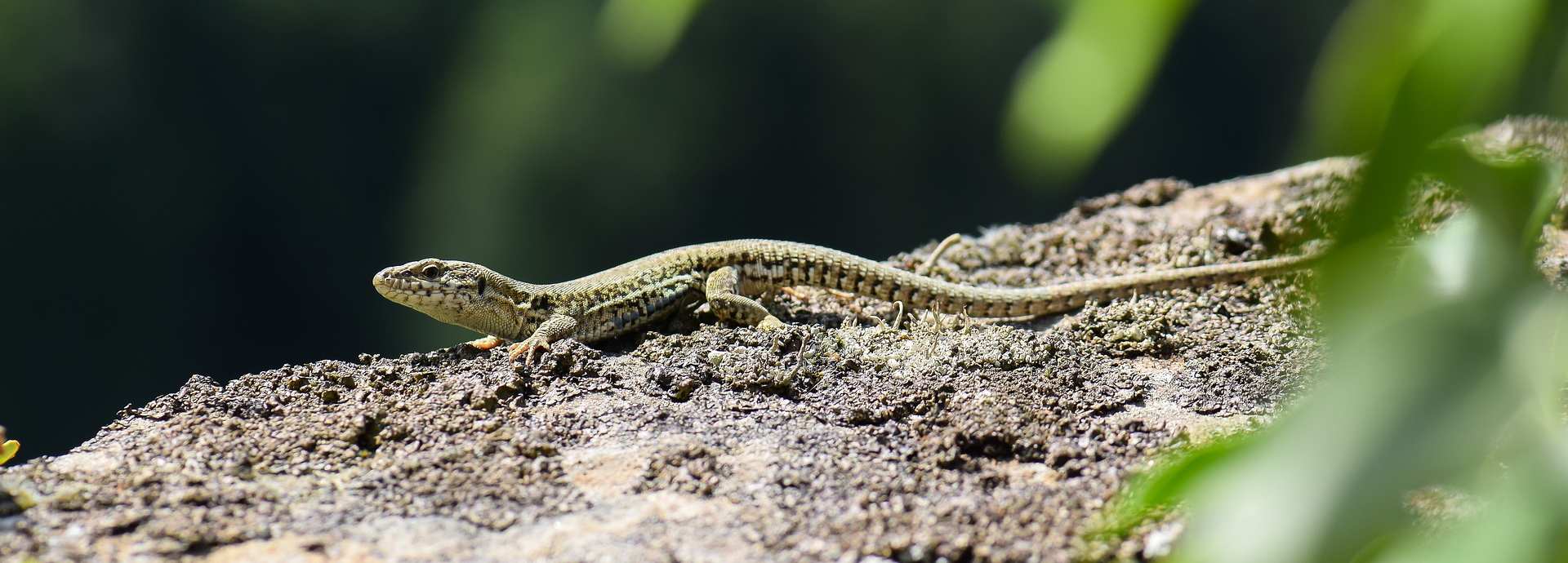 Die Tierwelt Madeiras