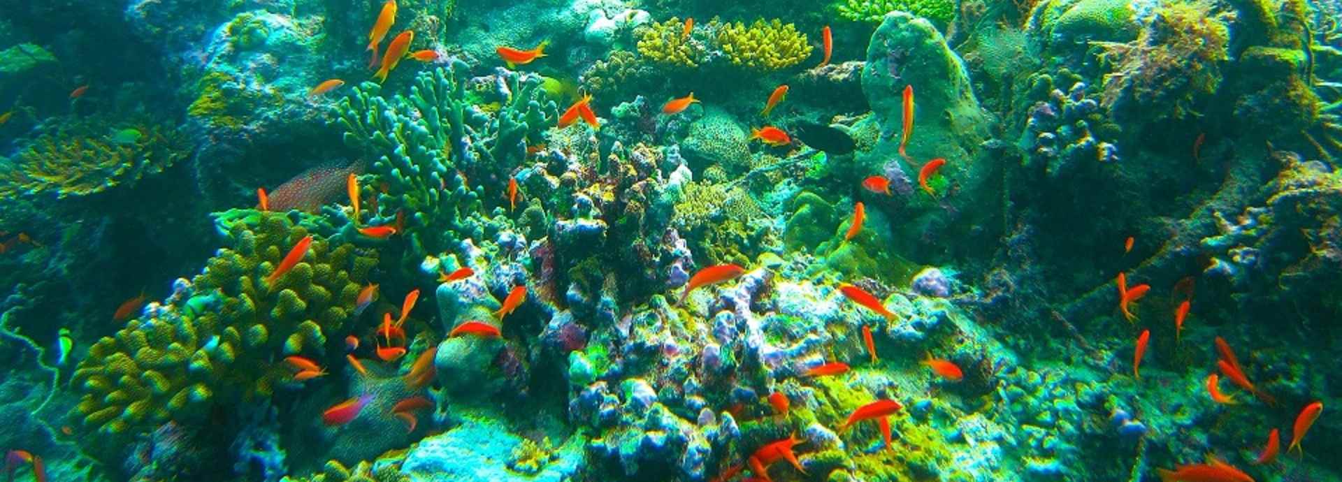 Baden und Schnorcheln