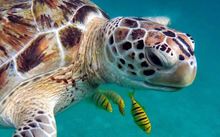 tauchen_schnorcheln_2_1920x690