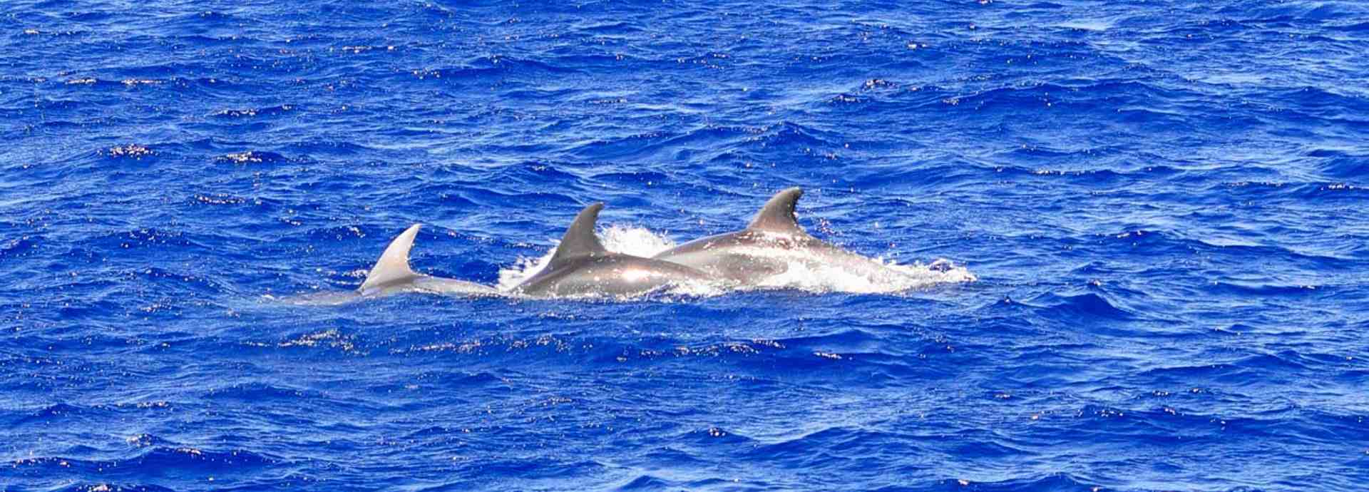 Cormoran Delfin Tour (ohne Transfer) – Bild 4