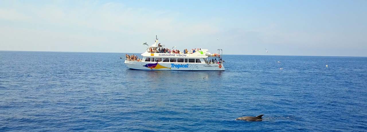 Cormoran Delfin Tour (ohne Transfer)