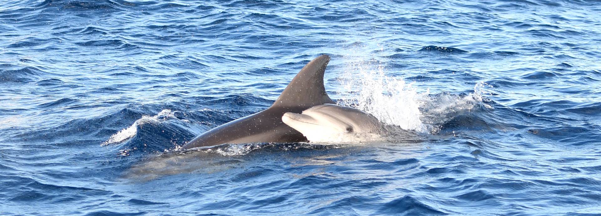 Segel-Katamaran Robinson Boat – Bild 4