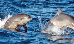 brisa_sonnenaufgang_delfine_1_1575x566