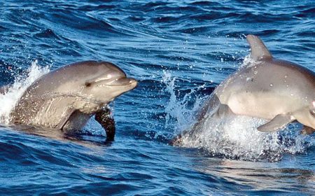 brisa_sonnenaufgang_delfine_1_1575x566