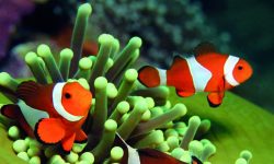 pez-payaso-paq_1920x690