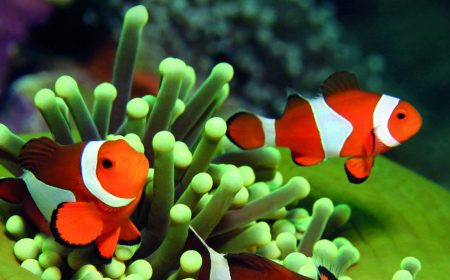 pez-payaso-paq_1920x690