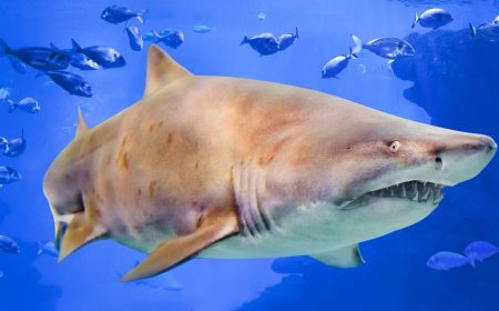 tiburon-paq_1920x690