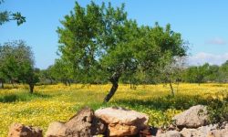 voyager_featured_600x216