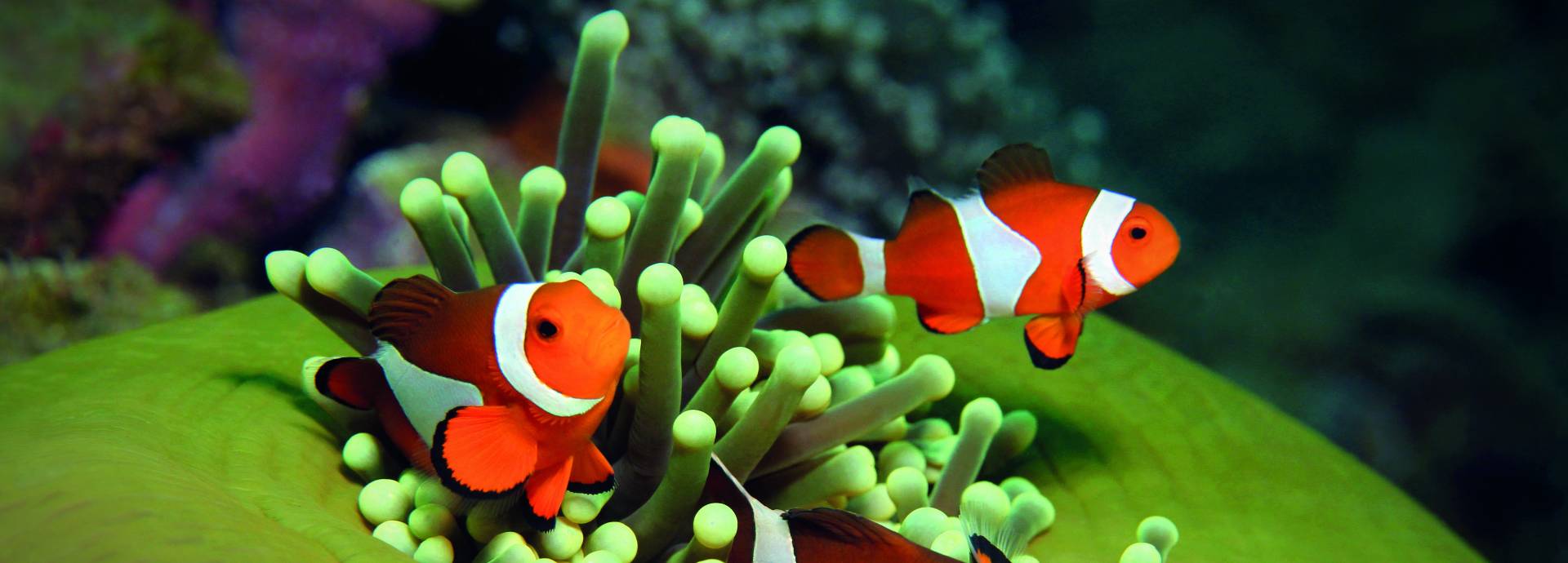 Palma Aquarium (Eintrittskarte+Aquadome)