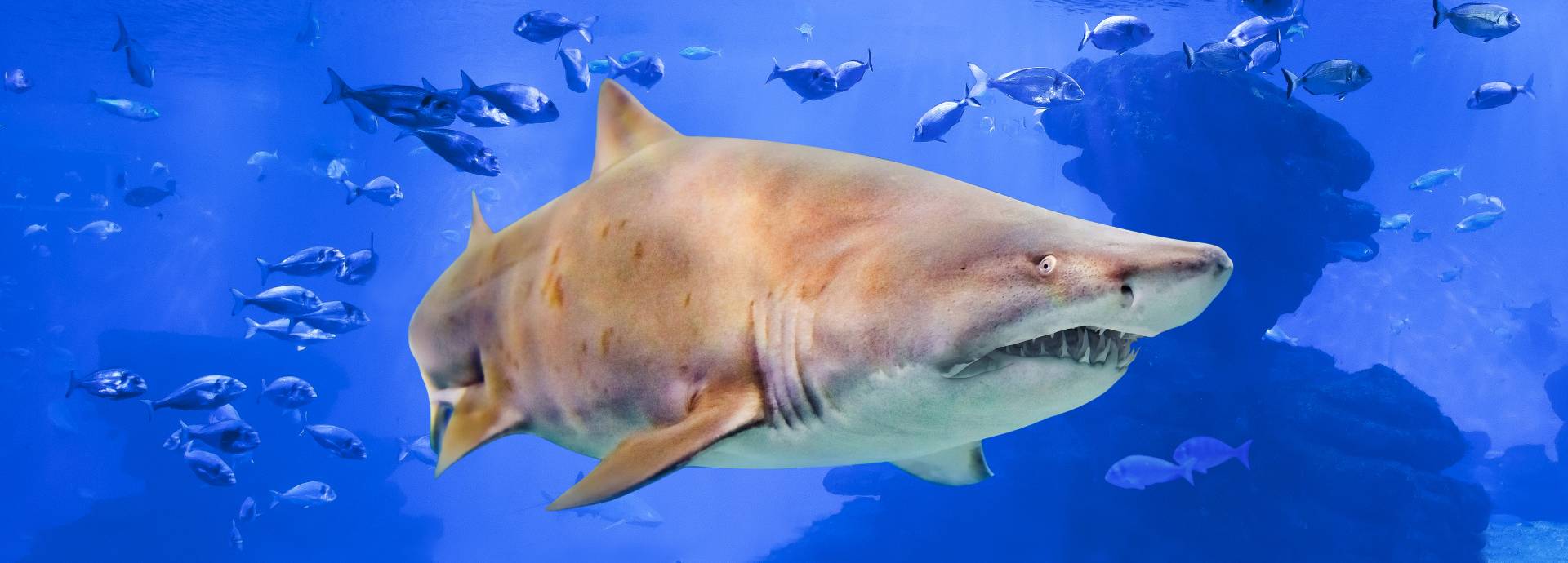 Palma Aquarium & Palma