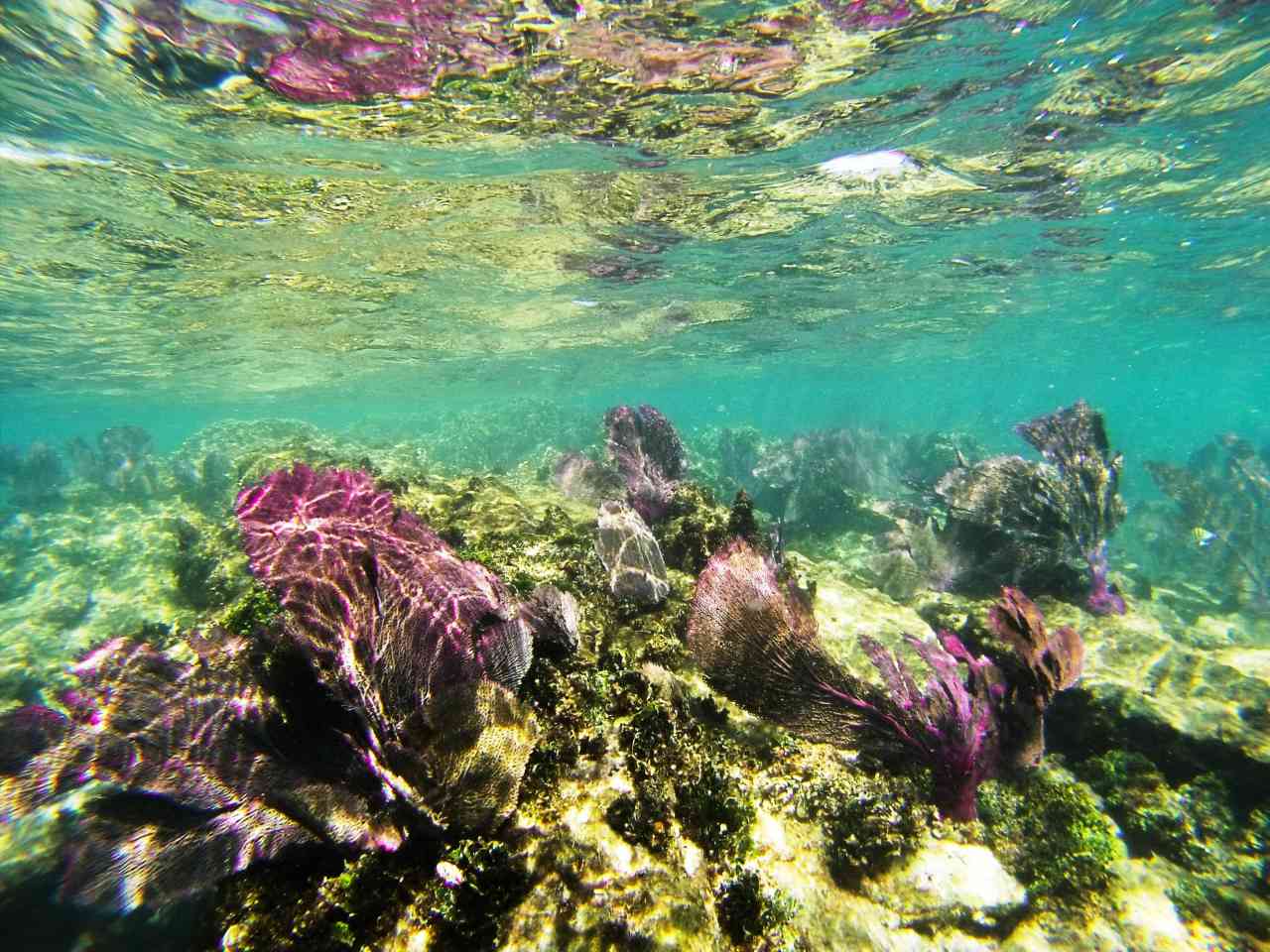 Isla Contoy & Isla Mujeres – Bild 6