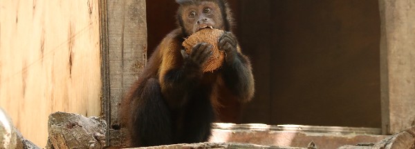 Jungle Adventure – Bild 4