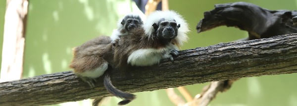 Jungle Adventure – Bild 2