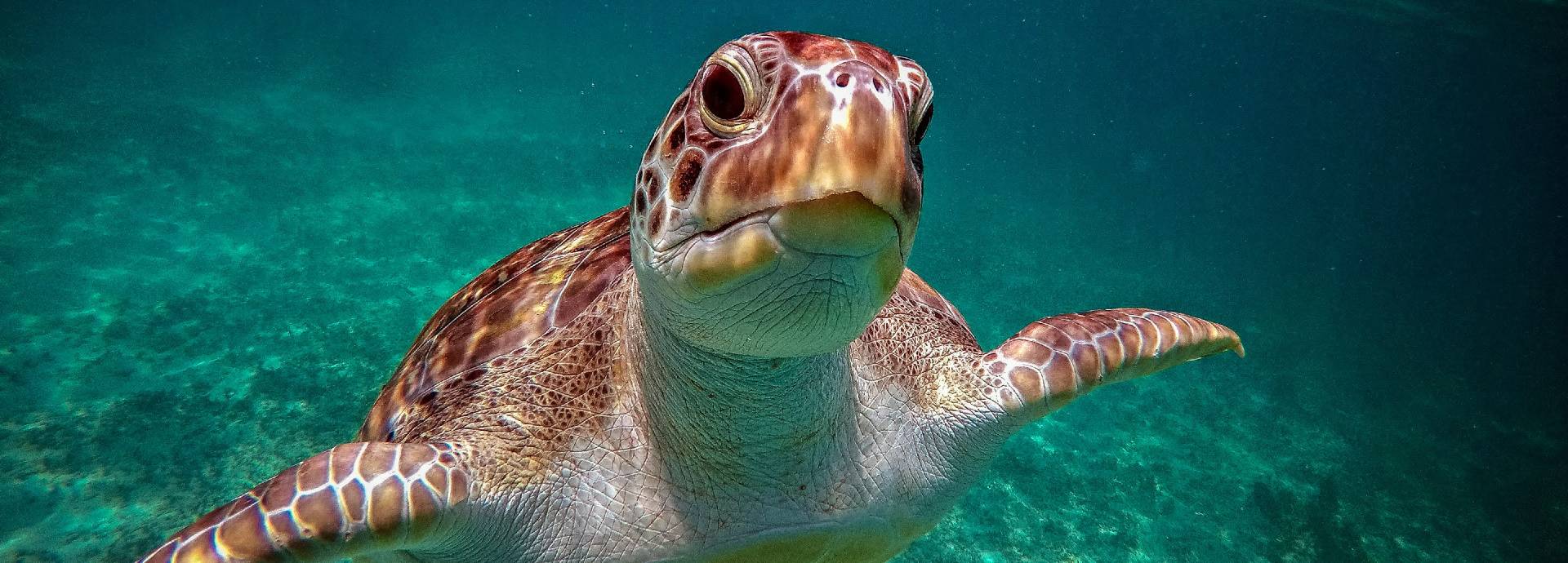 Schnorcheltour Cenoten & Schildkröten