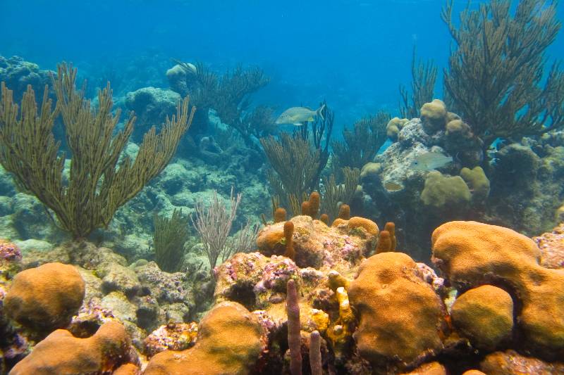 Schnorcheltour Cenoten & Schildkröten – Bild 2