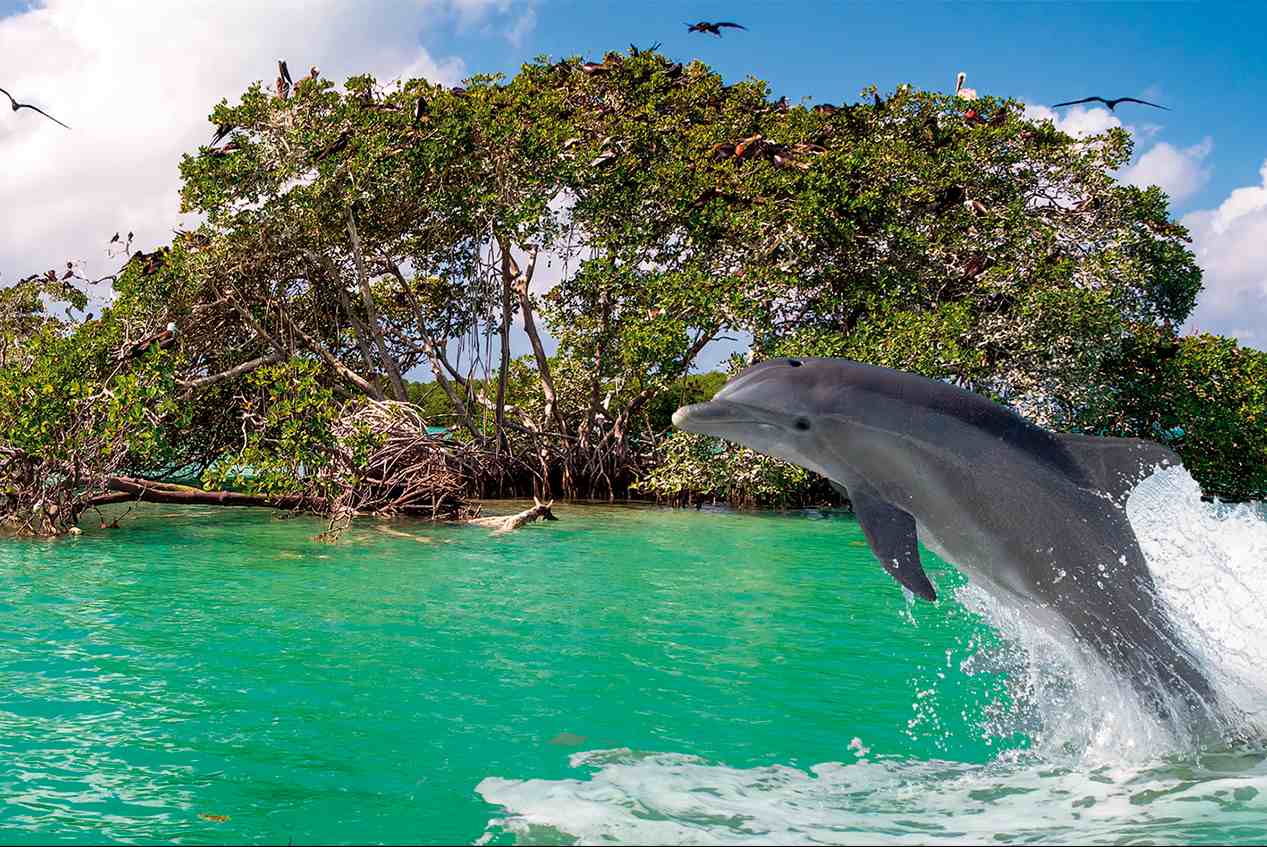 Sian Ka'an Bootsafari – Bild 2