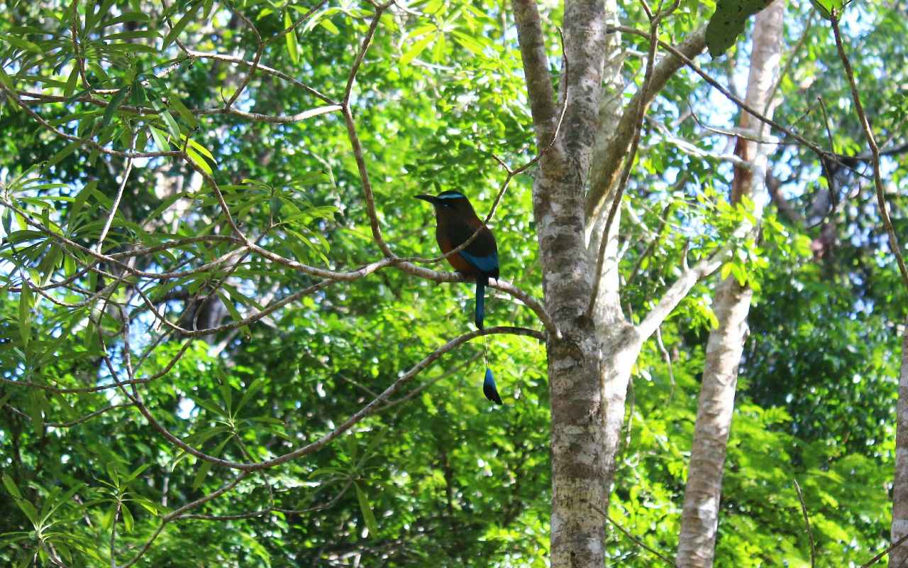 Tulum, Cenoten und Schnorcheln – Bild 6