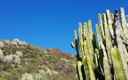 camino_real_1_1920x690