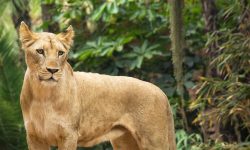 loro-parque-leones-3_1920x690