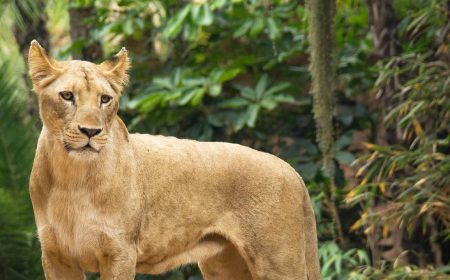 loro-parque-leones-3_1920x690