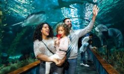 loro_diamond_600x217_featured