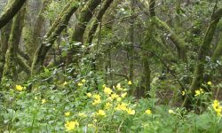 regenwald_1_1920x690