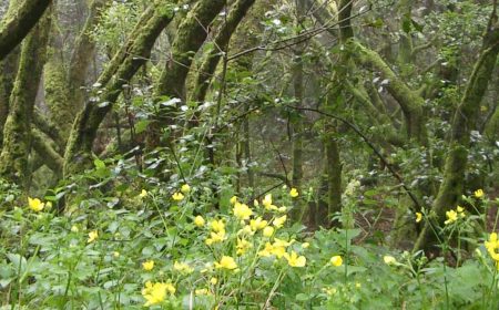 regenwald_1_1920x690