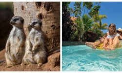 twin_ticket_siam_loro_1920x690