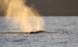 walbeobachtung_1_1920x690