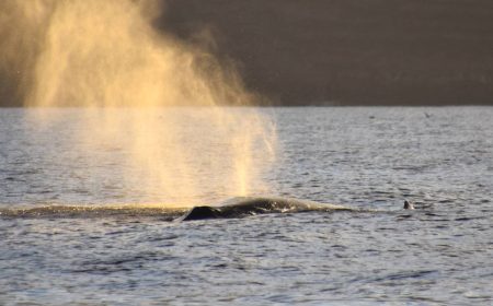 walbeobachtung_1_1920x690