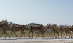 karawane__doppelpack_featured_600x216