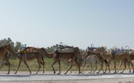 karawane__doppelpack_featured_600x216